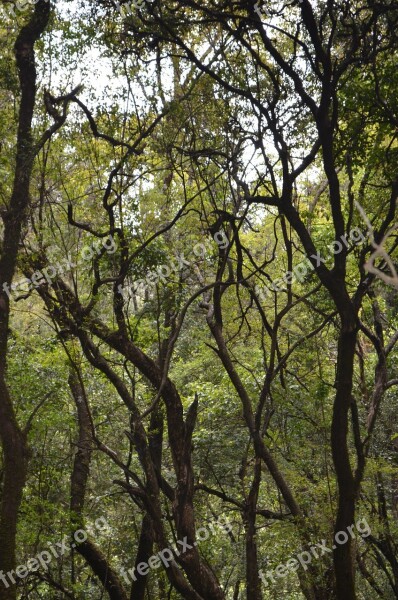 Trees Forest Woods Nature Green