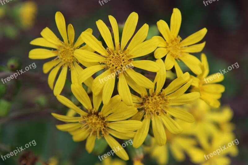 Flowers Landscape Wildflower Yellow Flower Free Photos