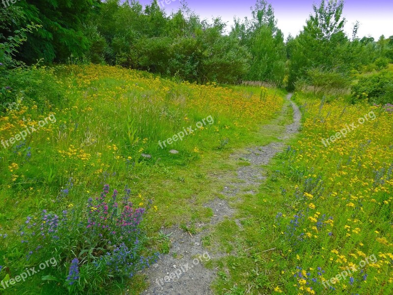 Away Path Nature Flowers Wild Flowers