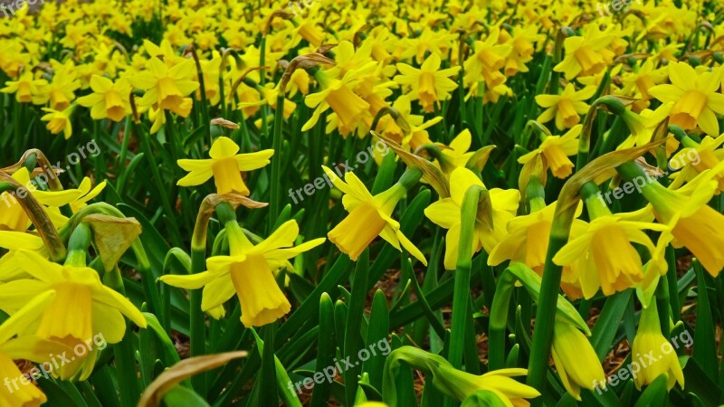 Daffodil Narcissus Field Plantation Cultivation