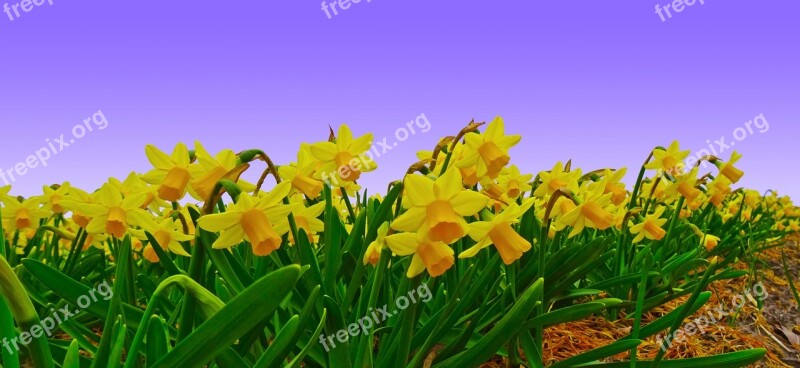 Narcissus Field Daffodil Plantation Cultivation