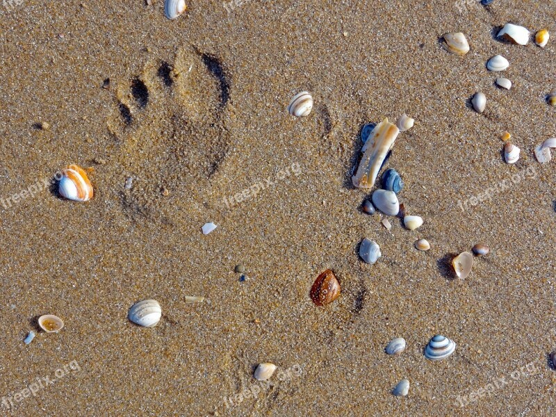 Beach Mussels Footprint Sand Sea