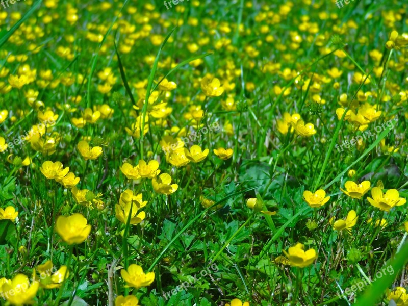 Buttercup Flower Meadow Meadow Spring Pasture