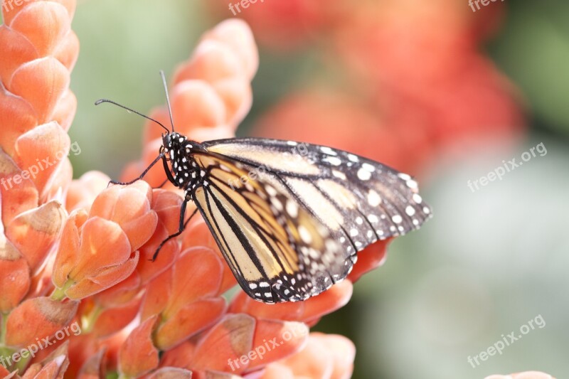 Butterfly Flower Nature Insect Plant