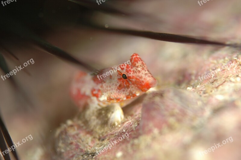 Fish Underwater Life Sea Diving Free Photos