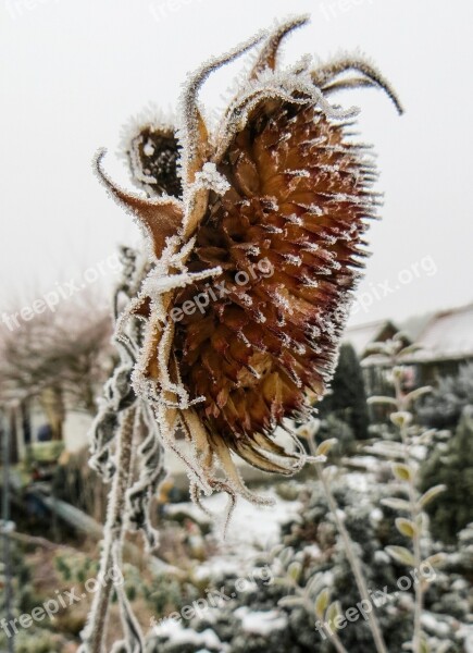 Sunflower Frozen Winter Frost Winter Magic