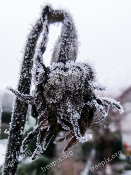 Winter Frost Winter Magic Cold Ice