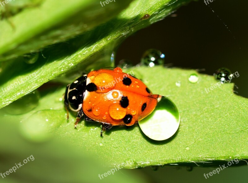 Ladybug Insects Beetles Hippodamia Variegata