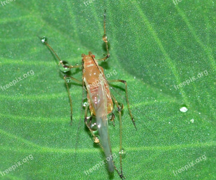 Insects Hemiptera Aphid Free Photos