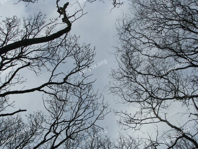 Trees Kahl November Sky Low Angle Shot