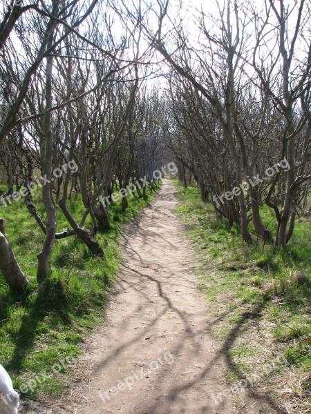 Forest Crippled Away Trees Nature