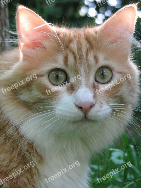 Cat Red Pet Face Macro