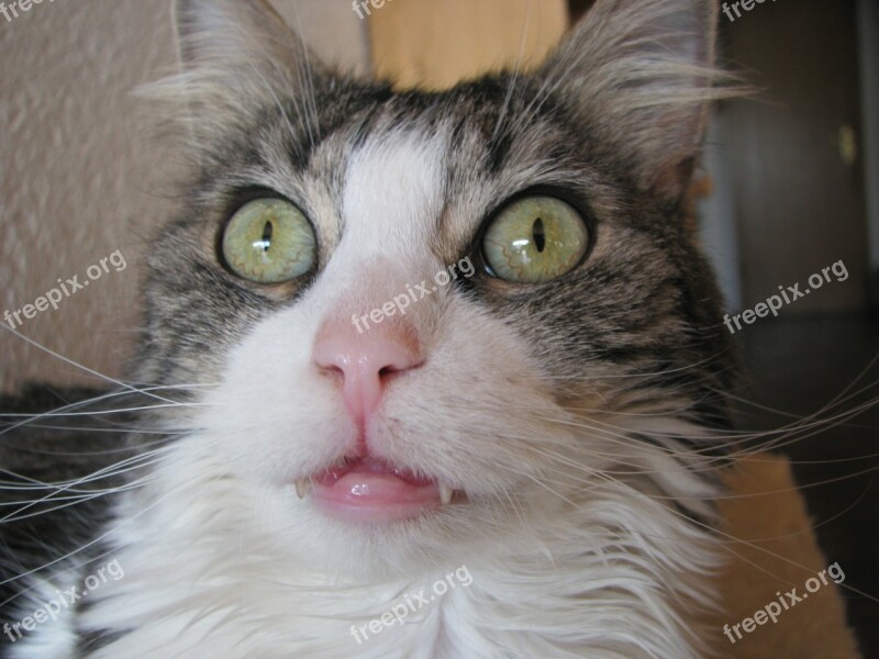 Cat Norwegian Forest Cat Eyes Close Up Macro