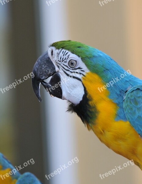 Ara Parrot Bird Color Beak