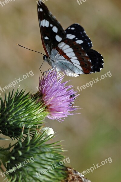 Insect Butterfly Moth Thistle Butterfly Short Tail