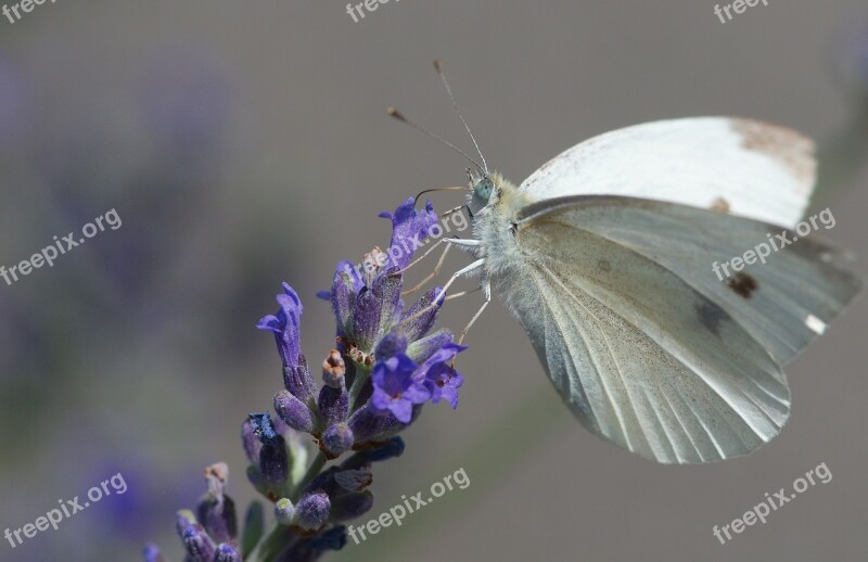 Butterfly Cabbage Insect White Animal