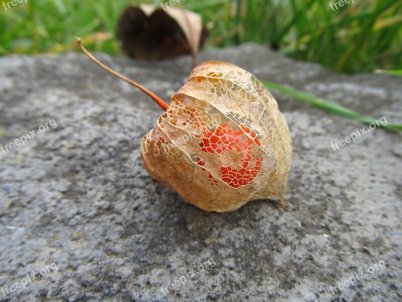 Flower Nature Physalis Alkekengi Lampionvirág Free Photos