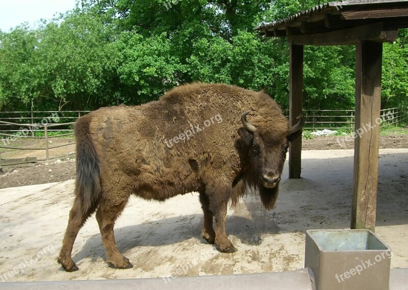 Bison Prairie Mammal Animal Graze