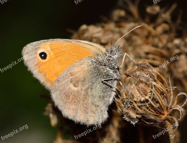 Butterflies Coenonympha Pamphilus Free Photos