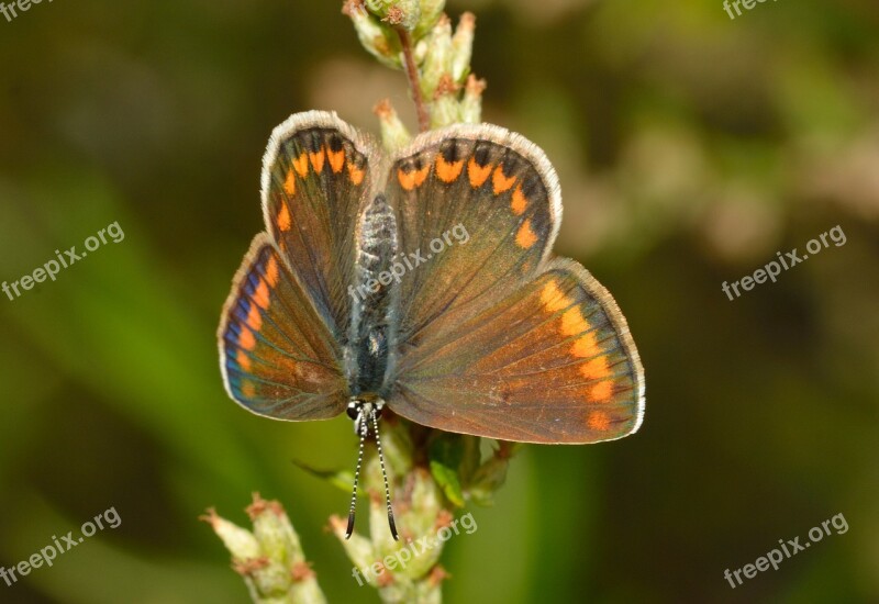 Butterflies Polyommatus Icarus Female Free Photos