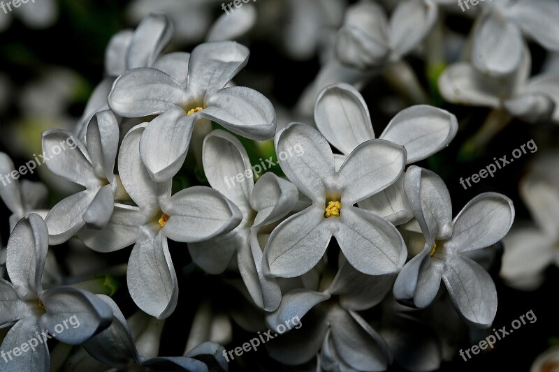 Syringa Plant Nature White Flower