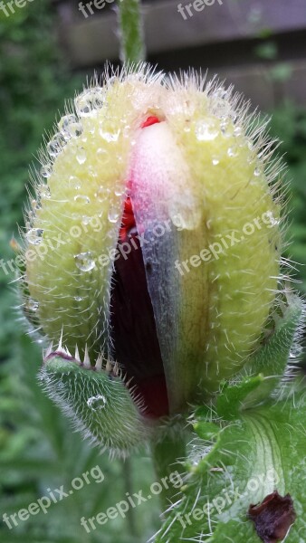 Flower Open Poppy Red Flower Dew