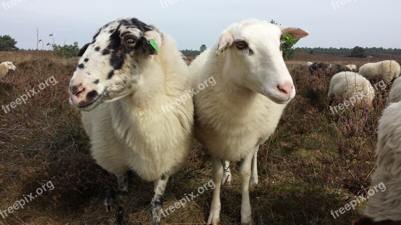 Sheep White White Sheep Flocked Looking Away