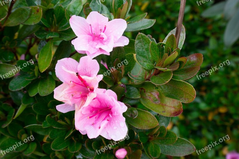 Azalea Blossom Bloom Pink Bush