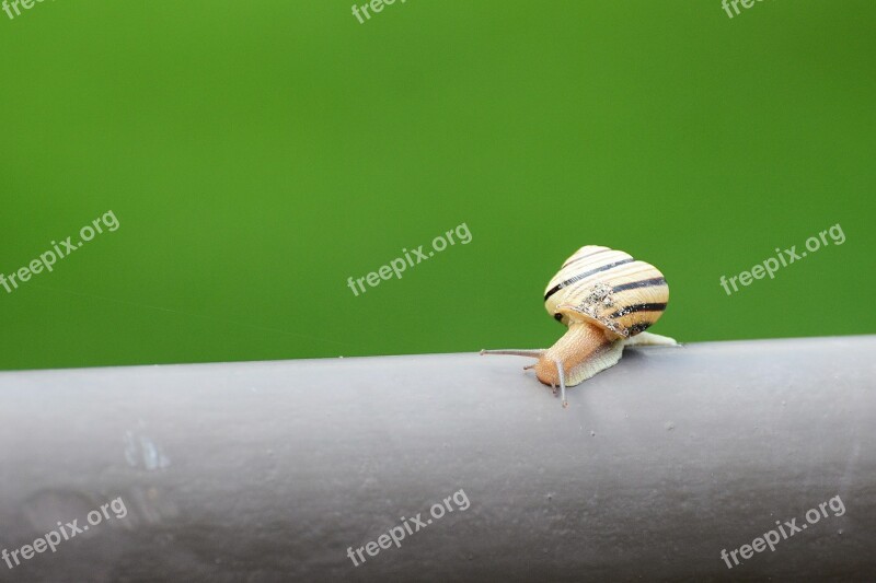 Snail Nature Slow Macro Slimy