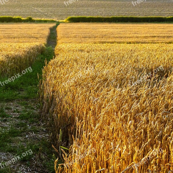 Summer Field Wheat Corn Harvest