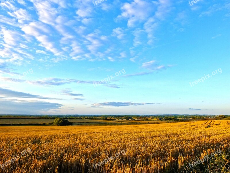 Field Wheat Summer Corn Harvest