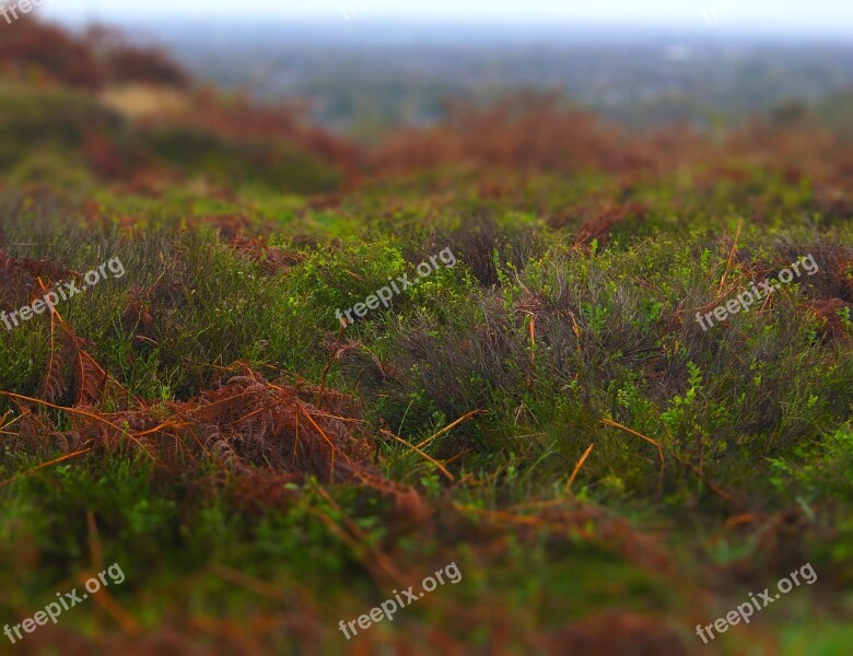 Autumn Misty Damp Mossy Moss