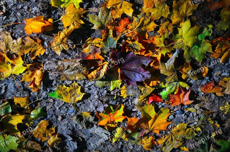 Autumn Leaves Sheet Autumn Leaf Red Leaf