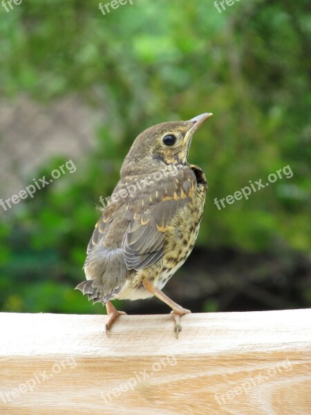 Bird Thrush Launchy Nature Free Photos