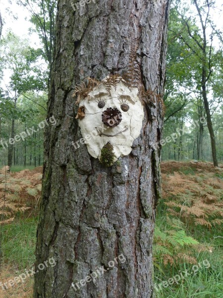 Tree Face Tree Spirit Face Funny Pine