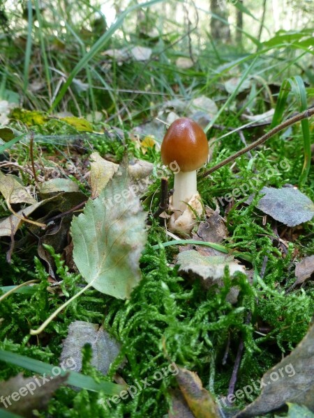 Autumn Forest Forest Floor Mushroom Moss