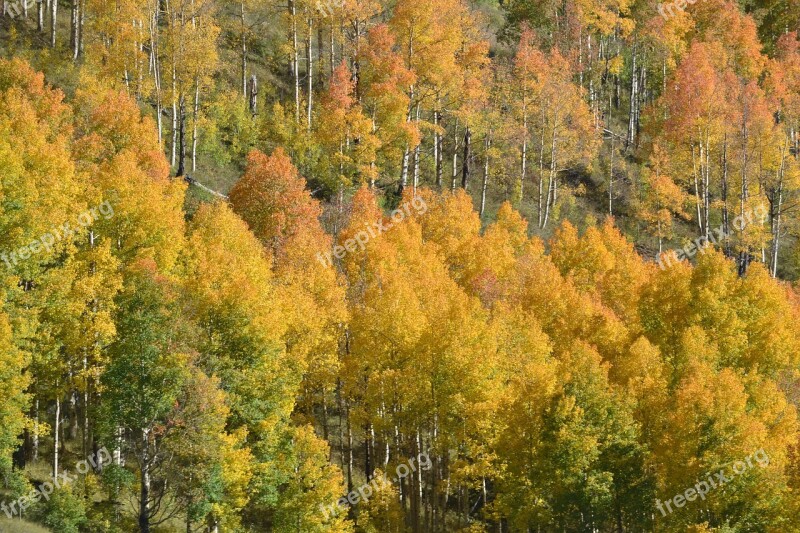 Colorado Aspen Trees Fall Color Free Photos