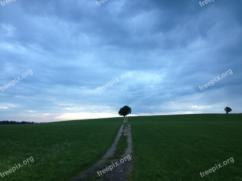 Tree Freedom Sky Dark Mood