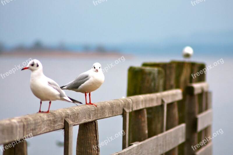 Seagull Nature Chiemsee Lake Bavaria