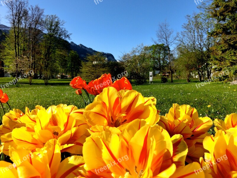 Tulips Flowers Foreground Aschau Chiemgau