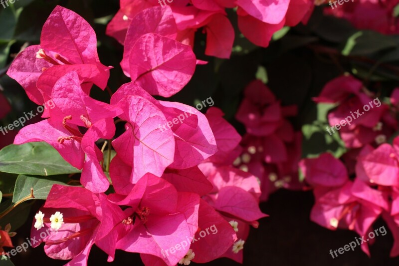 Plant Flower Azaleas Free Photos