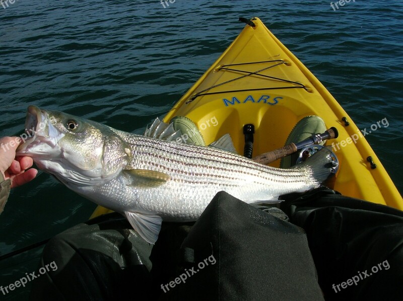 Fishing Striped Bass Fish Kayak Fisher