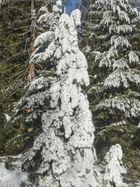 Snow Tree Fir Ice Winter