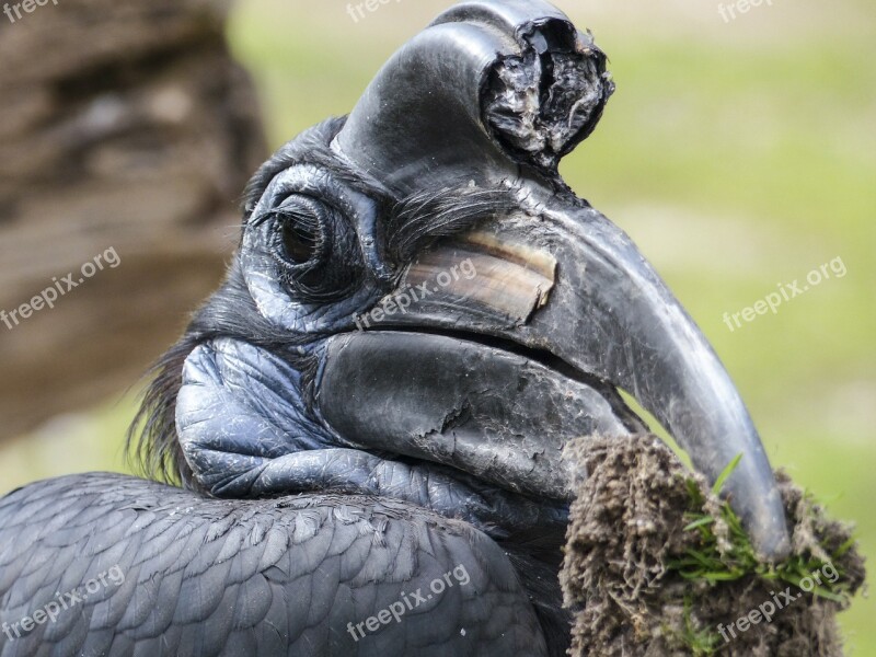 Abyssinian Ground Hornbill Bird Bucorvus Abyssinicus Hornbill Black