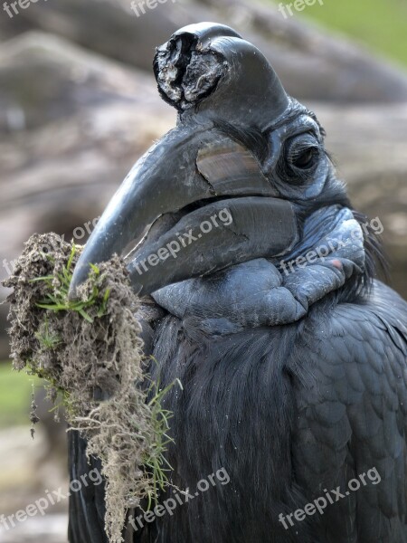 Abyssinian Ground Hornbill Bird Bucorvus Abyssinicus Black Feathered