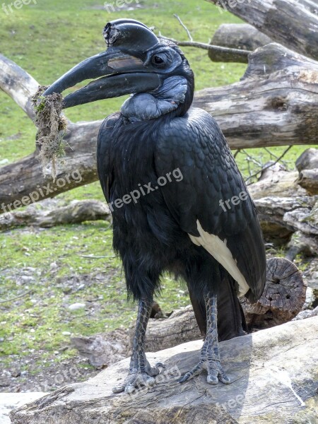 Abyssinian Ground Hornbill Bird Hornbill Bucorvus Abyssinicus Black