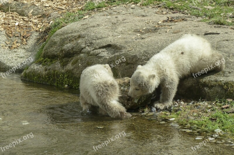 Polar Bear Cubs Animal Mammal Nature