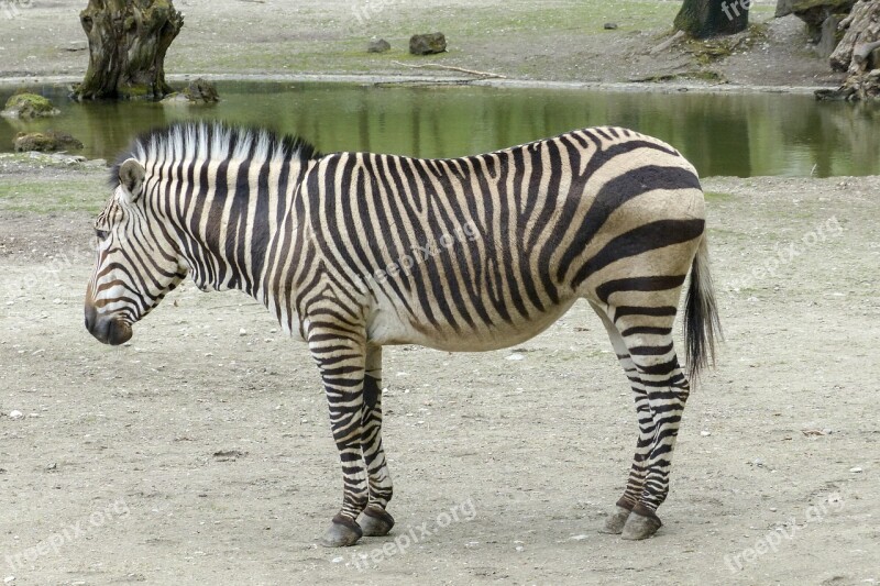 Hartmann Mountain Zebra Zebra Southwest Africa Mammal Wildlife