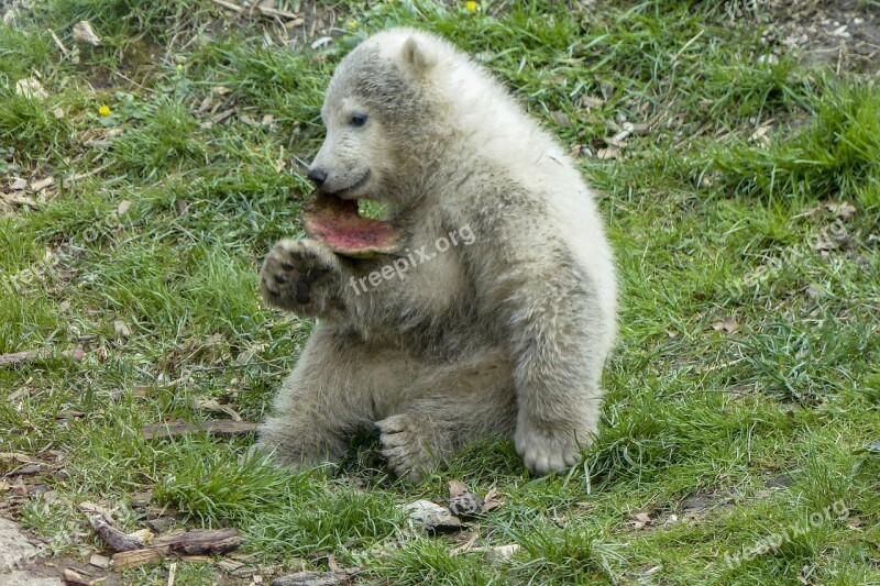 Polar Bear Cub Animal Mammal Nature