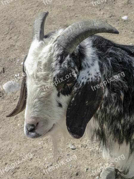 Goat Animal White Twisted Horns Mammal